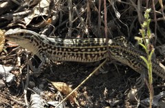 Aspidoscelis neotesselatus