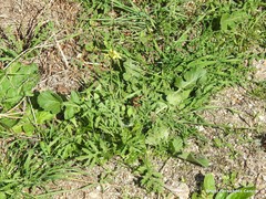 Diplotaxis catholica