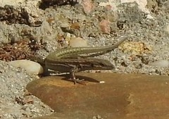 Podarcis virescens
