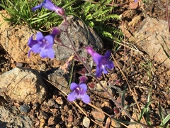 Penstemon laetus