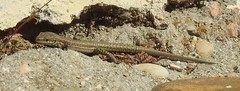 Podarcis virescens