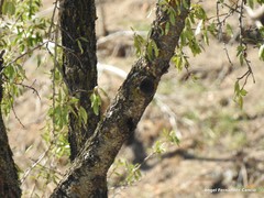 Prunus amygdalus