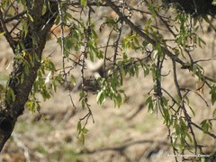 Prunus amygdalus