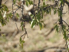 Prunus amygdalus