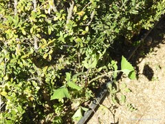 Sonchus oleraceus