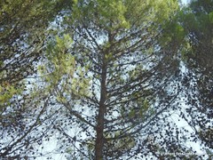 Pinus halepensis