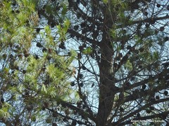 Pinus halepensis