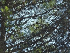 Pinus halepensis