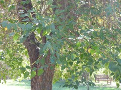 Morus alba