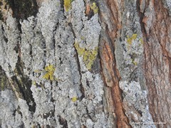 Xanthoria parietina