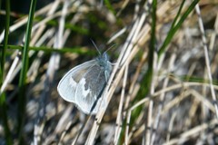 Coenonympha tullia