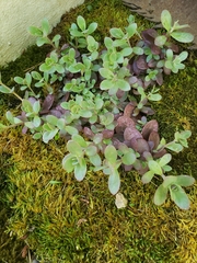Sedum ternatum