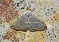 Eublemma polygramma