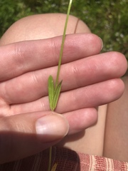 Valerianella eriocarpa