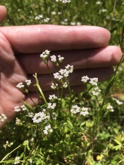 Valerianella eriocarpa