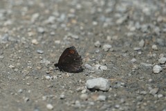Erebia mancinus