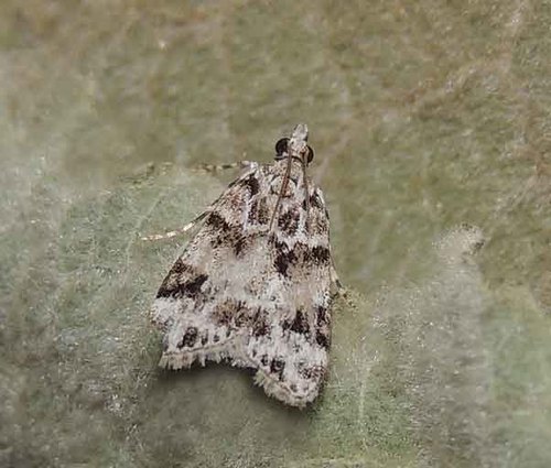 Pied Grey