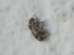 Trogoderma sternale aspericolle