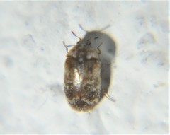 Trogoderma sternale aspericolle