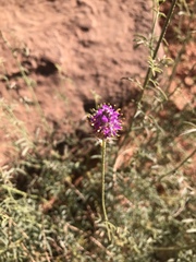 Dalea searlsiae