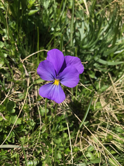 Viola calcarata