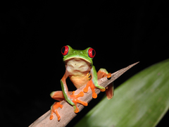Agalychnis