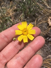 Tetraneuris argentea