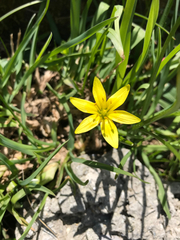 Gagea lutea