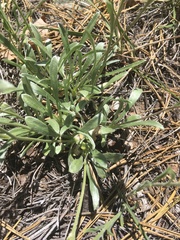 Tetraneuris argentea