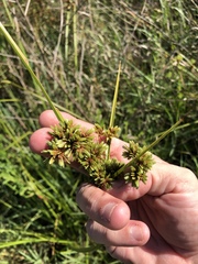 Cyperus drummondii