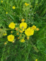 Crepis marschallii