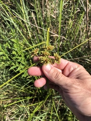 Cyperus drummondii