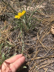 Tetraneuris argentea