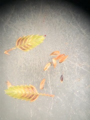 Cyperus drummondii
