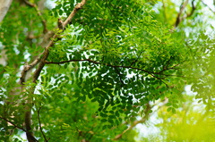 Libidibia sclerocarpa