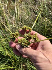 Cyperus drummondii