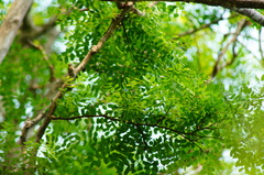 Libidibia sclerocarpa