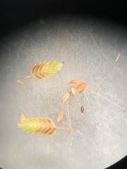 Cyperus drummondii