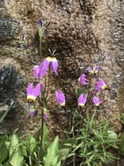 Primula pauciflora zionensis