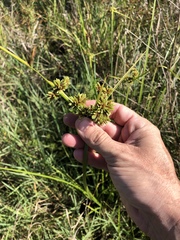 Cyperus drummondii