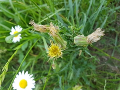 Tragopogon graminifolius
