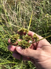 Cyperus drummondii