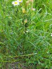 Tragopogon graminifolius
