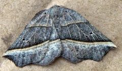 Metanema determinata