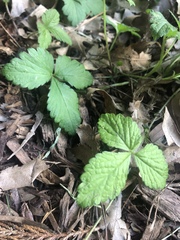 Potentilla indica