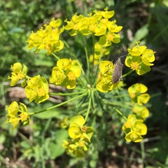 Dicranocephalus albipes