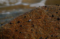 Echinolittorina modesta