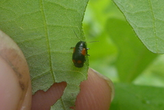 Cryptocephalus quadruplex