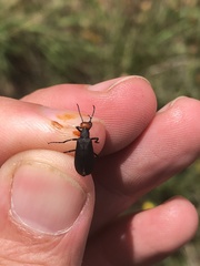 Epicauta atrata