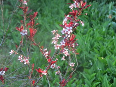 Prunus cistena